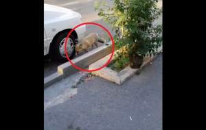 حمله عجیب گربه به یک روباه در فردیس!  <img src="https://cdn.jahannews.com/images/video_icon.gif" width="16" height="13" border="0" align="top">