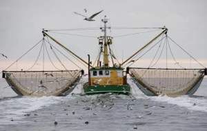 تكذيب صيد ترال توسط كشتی‌های خارجی
