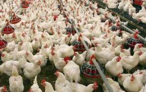 تلف شدن ۸۵۰۰ قطعه مرغ به دلیل قطعی برق