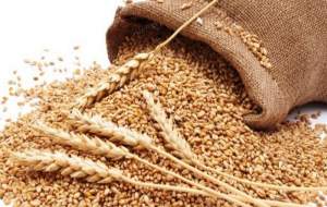 راهکار یک کشاورز برای افزایش رزق +فیلم  <img src="https://cdn.jahannews.com/images/video_icon.png" width="16" height="16" border="0" align="top">