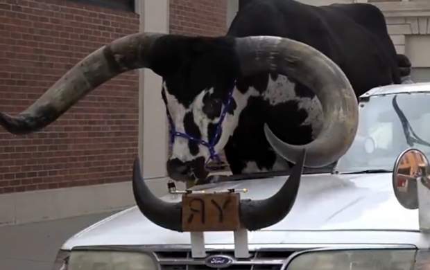 فیلم/ حمل گاو عظیم‌الجثه با خودروی سواری!