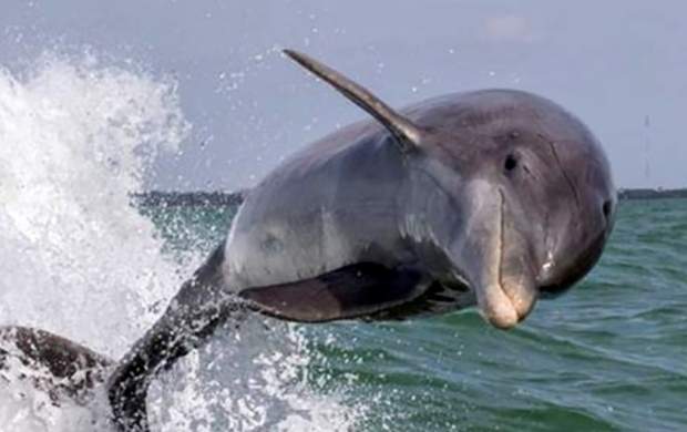 فیلم/ پاره کردن تور ماهیگیری برای نجات دلفین
