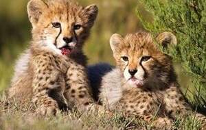 از حال «آذر» و «توران» چه خبر؟