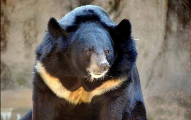 تصویر۴ قلاده خرس سیاه آسیایی در کهنوج