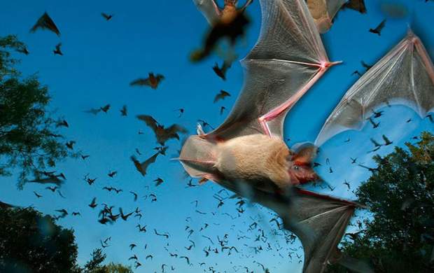 حمله ۳۰۰ هزار خفاش به شهری در استرالیا