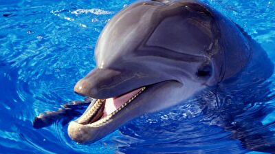 مسواک زدن دلفین را تا حالا دیده‌اید!