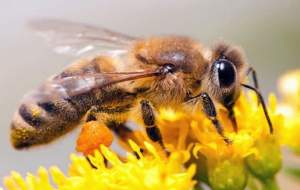 خواص درمانی زهر زنبور عسل را بدانید