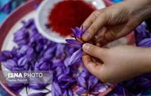 تصاویر برداشت طلای سرخ گلستان  <img src="https://cdn.jahannews.com/images/picture_icon.png" width="16" height="16" border="0" align="top">