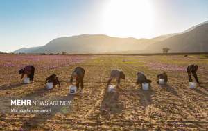 تصاویر زیبا از برداشت زعفران در«وامنان»  <img src="https://cdn.jahannews.com/images/picture_icon.png" width="16" height="16" border="0" align="top">