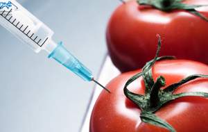 کشت محصولات تراریخته ممنوع شد