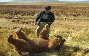 مرگ «خرس قهوه‌ای» بر اثر تصادف