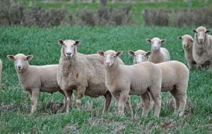استرالیا گوسفند رایگان می‌دهد