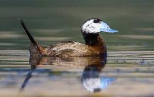 آنفلوآنزای فوق حاد پرندگان را جدی بگیرید