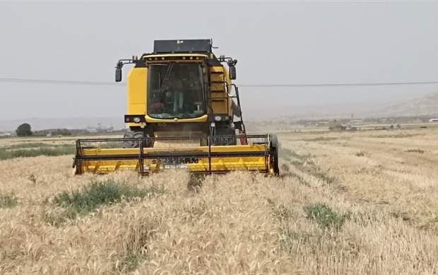 ایران سیزدهمین تولیدکننده گندم جهان شد