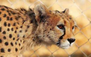 توران برای تکثیر یوزها امن می شود