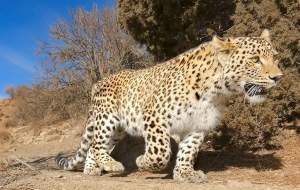 دیده شدن پلنگ در میدان ورزش شهر شاهرود  <img src="https://cdn.jahannews.com/images/video_icon.png" width="16" height="16" border="0" align="top">