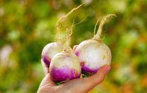 بهترین روش‌های پخت و مصرف شلغم