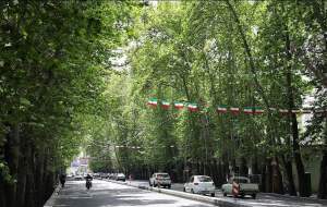 پشت پرده خشک شدن چنارهای تهران