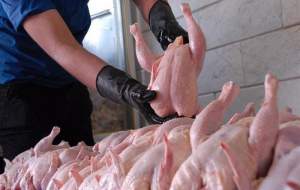 کاهش قیمت مرغ از ۲ هفته دیگر