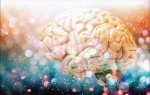 گامی دیگر در درک تکامل مغز