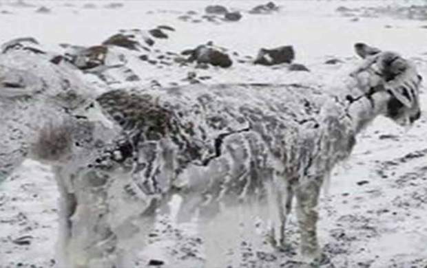 فیلم/ یخ زدگی حیوانات در سرما