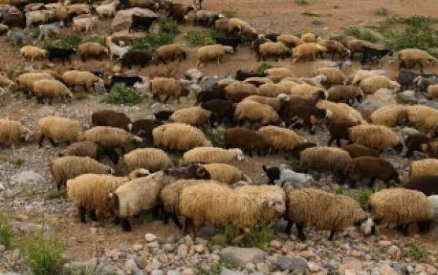نجات گوسفندان از چنگال گرگ با کوادکوپتر