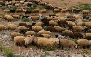 نجات گوسفندان از چنگال گرگ با کوادکوپتر  <img src="https://cdn.jahannews.com/images/video_icon.png" width="16" height="16" border="0" align="top">