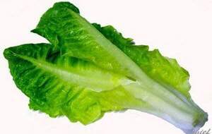 مغز کاهو را بخوریم یا نه؟