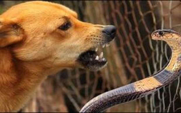 فیلم/ تلاش سگ برای رهایی از مار غول پیکر