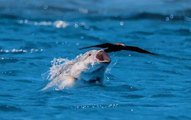 فیلم/ پرواز ماهی عظیم الجثه از آب