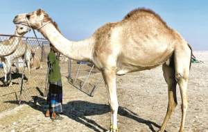 یک شتر هدیه هوادار قطری به اکرم عفیف