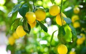 فواید لیمو برای سلامتی