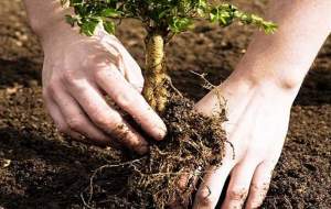 نهال رایگان به خانه تهرانی‌ها می‌آید