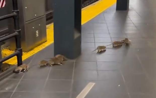 موشها در متروی نیویورک رژه می روند