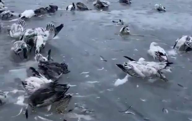 یخ زدن هزاران پرنده در کنار دریاچه‎ای در چین