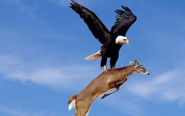پرواز آهو و عقاب بر فراز آسمان را ببینید!