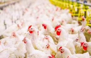 آیا قیمت مصوب مرغ تغییر کرده است؟