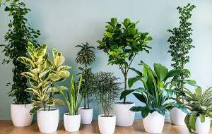 با گیاهان آپارتمانی استرس را از خانه دور کنید