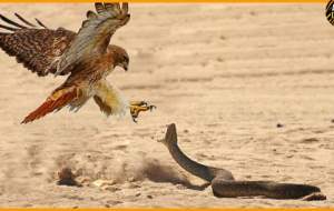 فیلم/ شکار شدن یک باز توسط مار  <img src="https://cdn.jahannews.com/images/video_icon.png" width="16" height="16" border="0" align="top">