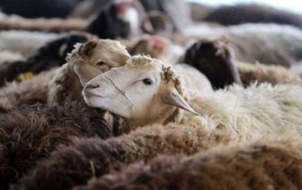 فیلم خفگی چوپان همراه با ۱۰۰ گوسفندش
