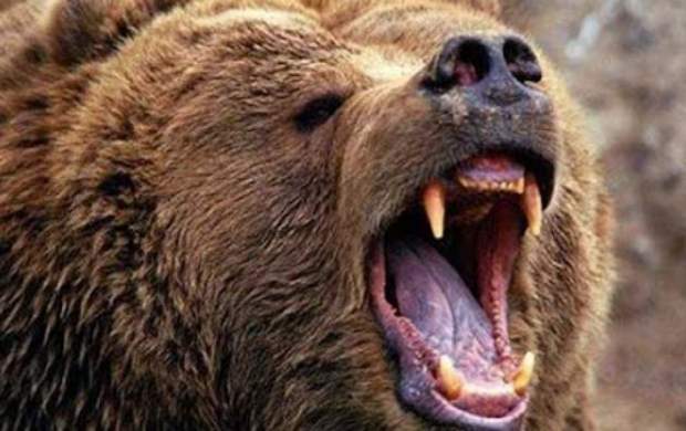 فیلم/ لحظه حمله خرس به انسان
