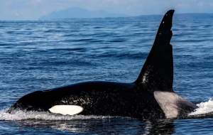 لحظه حمله نهنگ قاتل به کوسه بزرگ  <img src="https://cdn.jahannews.com/images/video_icon.png" width="16" height="16" border="0" align="top">