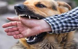 انسان‌ها؛ طعمه حیوانات خانگی!