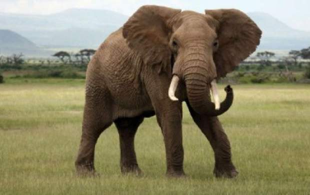 حمله هولناک فیل خشمگین در هند