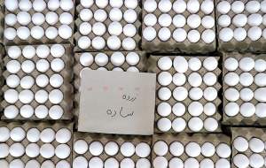 کاهش قیمت تخم‌مرغ به زیر ۱۰۰ هزار تومان