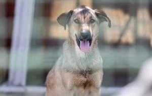 حمله سگ‌های ولگرد به یک دختر دانش‌آموز