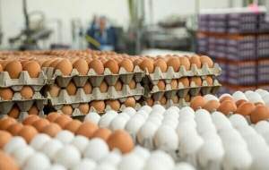 کاهش قیمت تخم مرغ در میادین میوه و تره‌بار