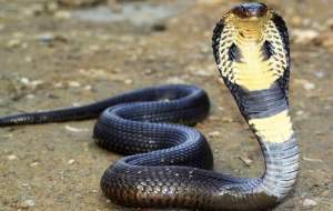 لحظات نفسگیر شکار شاه کبرا +فیلم  <img src="https://cdn.jahannews.com/images/video_icon.png" width="11" height="10" border="0" align="top">