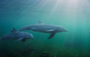 فیلم/ وقتی دلفین‌ها هم ماهیگیر می‌شوند  <img src="https://cdn.jahannews.com/images/video_icon.png" width="16" height="16" border="0" align="top">