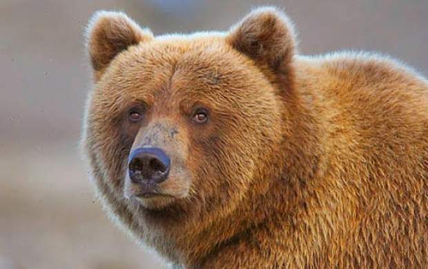 گردش خرس قهوه‌ای در پارک ملی گلستان